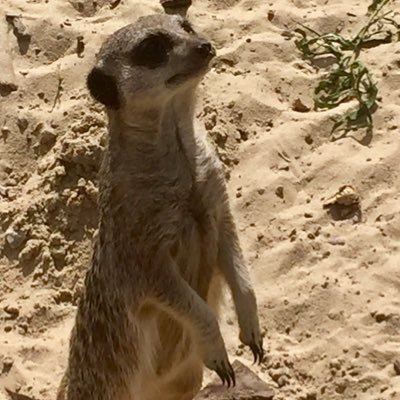 Grandma meerkat with attitude