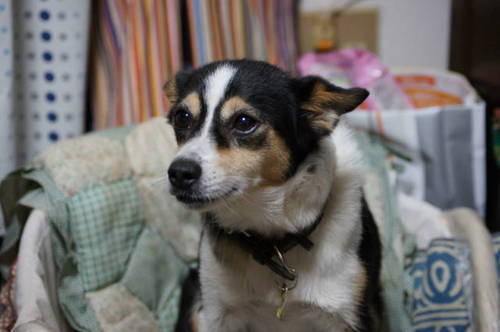 qooxchoco's profile picture. 医療系SE。趣味：モバイル、バイク、カメラ、ギター、けいおん。週休５日欲しいです。