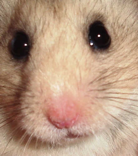 I eat, I sleep, I bite, I'm a hamster.