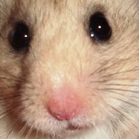 Mr. Hamster (@hamsterriffic) 's Twitter Profile