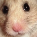 Mr. Hamster (@hamsterriffic) Twitter profile photo