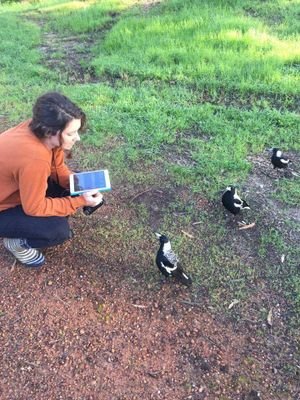PhD candidate @CEB_UWA  | 🌻 |  Looking at call combinations in Australian magpies