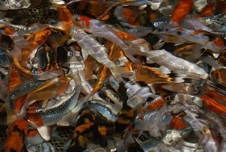 http://t.co/FGAxYNzvxH
The Koi Hobby is a tight niche of Koi lovers that share helpful information & websites that provide them valuable content.