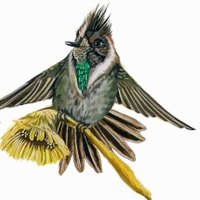 Bogota Birding & Colombia Wildlife Tours (@bogotabirding) 's Twitter Profile