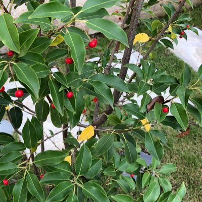 Ilexpedunculosa's profile picture. 