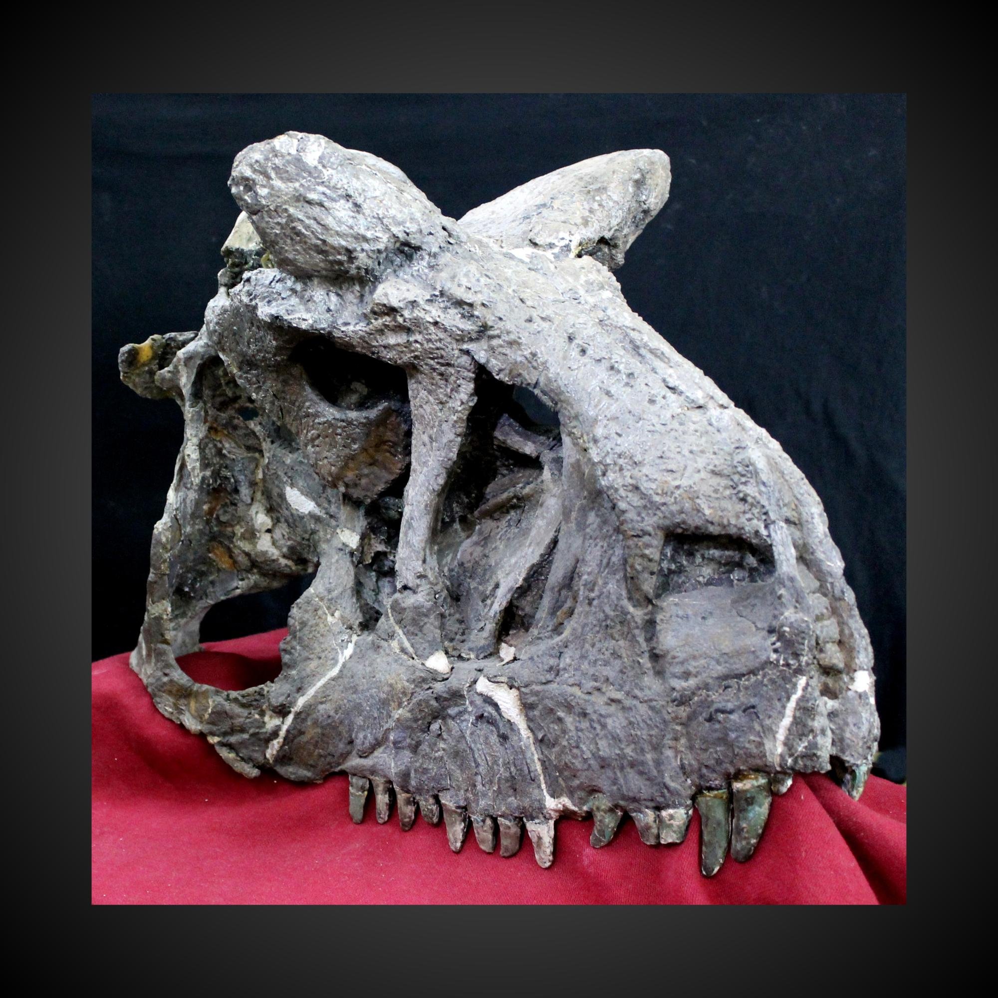 Sección Paleontología de Vertebrados del Museo Argentino de Ciencias Naturales - Colección Nacional de Paleovertebrados y Colección Nacional Ameghino