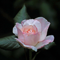 xxx ROSE xxx (@tanteros) 's Twitter Profile Photo xxx ROSE xxx (@tanteros) 's Twitter Profile Photo