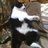 大猫開発研究所のアイコン