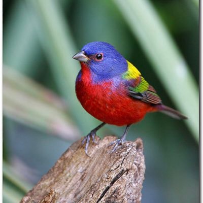 NeutralClash's profile picture. 