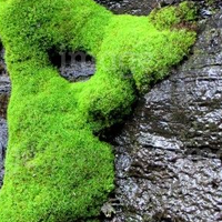 Moss Man (@themossman) 's Twitter Profile
