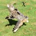 higgsinocat (@higgsinocat) Twitter profile photo higgsinocat (@higgsinocat) Twitter profile photo