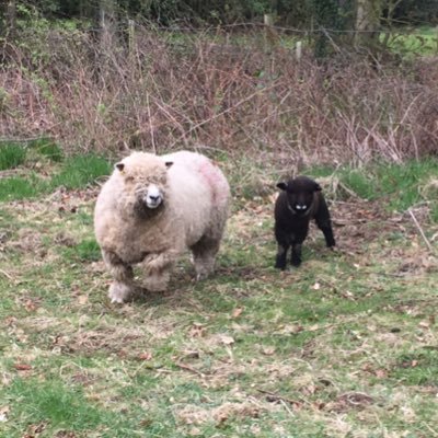 Ballindean Ryeland & Menmuir Oxford Down flocks. Supporters of UK native breeds (RFBS, ODSBA, English Longhorn Society, RBST). 📧 ballindeanryelands@hotmail.com