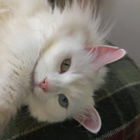 Pangur Bán (@pangurbn5) 's Twitter Profile