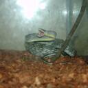 thomas saba - @TMSreptiles - Twitter