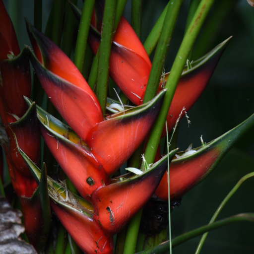 Spiritual intelligence from traditional Hawaiian Ho’oponopono. Love the natural beauty and writing poetry on Hawaii’s Big Island. Know how to grow papayas.