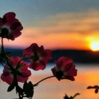 ツӧgɺב ӧLɹ̤בɺا (@zekra2020) 's Twitter Profile
