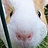 politic_animal Profile Picture