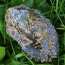 Daniel Blume - @GlobalTBS - Twitter