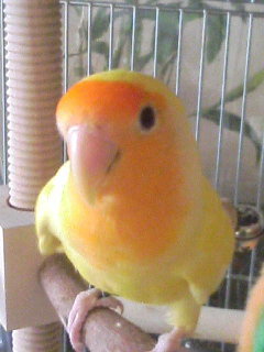 噛まれても噛まれてもコザクラインコのモモ＆ピピを溺愛中(*^_^*)　