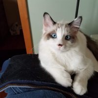 Sassycat (@gayesass) 's Twitter Profile Photo Sassycat (@gayesass) 's Twitter Profile Photo