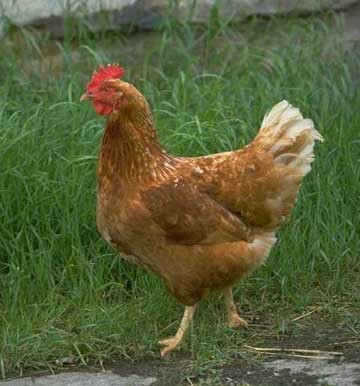 cockadoodledoo meaning cockadoodledoo meaning
