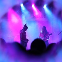 Flock of Pigs (@flockofpigs) 's Twitter Profile