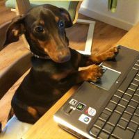 I’m a Milo One Cool Dream, a 5 generation pedigree daxy, I am so loveable but naughty, I love to chew the rug, bark at 6am, pee, poo, run and eat