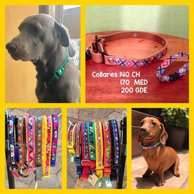 dogvillenews's profile picture. Somos fabricantes de accesorios para mascotas, nuestra marca se llama (Doggie dog & cat accesorios) collares , pecheras, doggie ride, stop pulling.