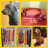 dogvillenews's profile picture. Somos fabricantes de accesorios para mascotas, nuestra marca se llama (Doggie dog & cat accesorios) collares , pecheras, doggie ride, stop pulling.