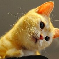 ねこほーむ　きゃりこ公園口 (@catcafecalico) Twitter profile photo