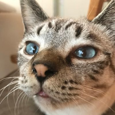 FuirfGK2SZGgPED's profile picture. 体調オワコンのもやしです。生きてはいます。