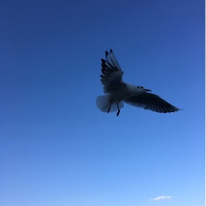 hhao98's profile picture. 