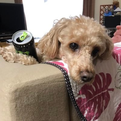 jerry_unt's profile picture. 大阪学院大学/元ユースホステル部