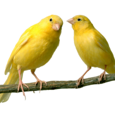 zetousse's profile picture. Industrial Designer