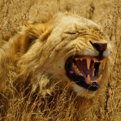 juanpicode's profile picture. Avisando del escándalo de los pinchazos COVID desde 2021.  Anti-Agenda 2030, anti-woke, $TSLAQ. Debato encantado con gente educada.

I often tweet/RT in English