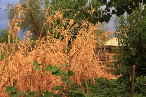 TModernPrepper's profile picture. 