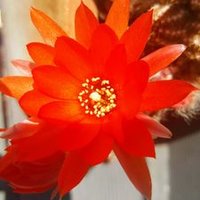 SerafiCambray (@seraficambray) 's Twitter Profile