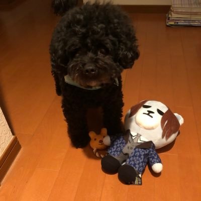 そら君ママ 山口県 周南健康福祉センター 保護犬 拡散希望 志村どうぶつ園 2月に引き出し 我が家で預かりしていた 親子犬 小さな命を守る会 様が お引き受け下さり みやぞんさんが預かりして下さってました 知らんかった ありがたい