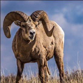 ColmanABaseball's profile picture. A member of the South Dakota Amateur Baseball Association, competing in the Class B Cornbelt League ~ Est. 2005