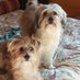 Deborah Bertesi (@deborah4951) Twitter profile photo Deborah Bertesi (@deborah4951) Twitter profile photo