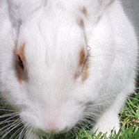 The Vegan People Army (@veganpeoplearmy) 's Twitter Profile