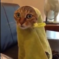 cıncık (@yaavsaan) Twitter profile photo