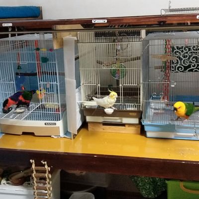 rerechanhappy's profile picture. 鳥好き❤