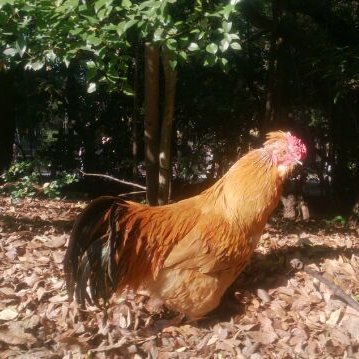 うた(和歌)とことばとにわとり🐓好き。本に囲まれた生活をしたい。日本の古典文学・寺社・図書館・博物館・出版・校正。世にしたがへば身くるし、したがはねば狂せるに似たり...