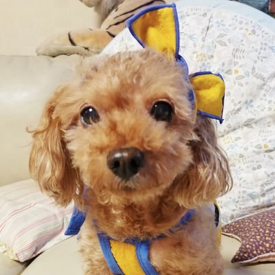 ❄회복중)별이네 집🐾さんのプロフィール画像