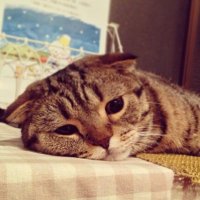 なま (@lamuneirol) Twitter profile photo