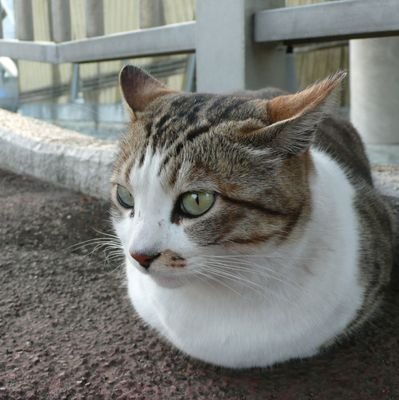 おパレはん Profile