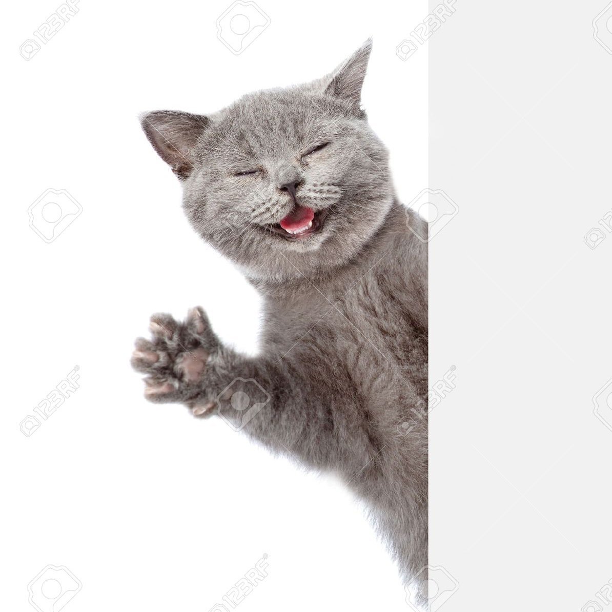 catwoma44054750's profile picture. 