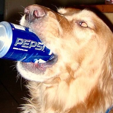 topbepis Profile Picture