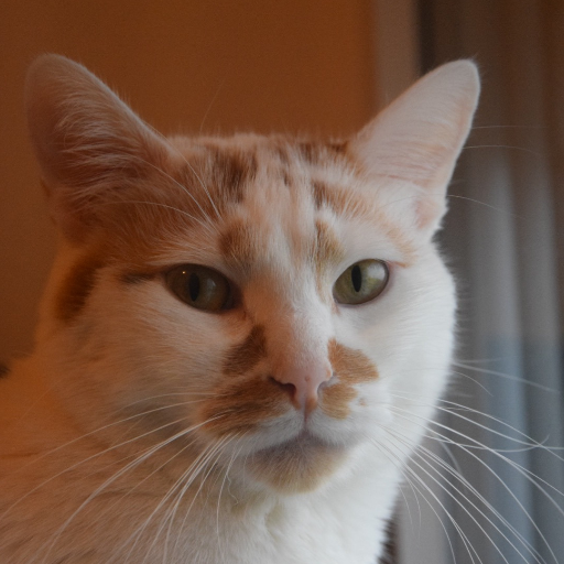 sarmoniaux's profile picture. J'aime l'humour absurde et le fromage.
Dans la vie, je fais bip bop bip bop sur des ordinateurs.
Le meilleur chat du monde est sur cette photo.